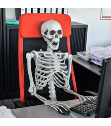 Σκελετός Ανθρώπινου Μεγέθους 170 cm – Ρεαλιστικό Διακοσμητικό για Halloween & Εκπαιδευτική Χρήση