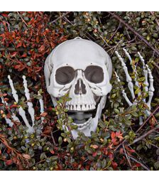 Σκελετός Ανθρώπινου Μεγέθους 170 cm – Ρεαλιστικό Διακοσμητικό για Halloween & Εκπαιδευτική Χρήση