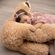 Lifesize Sloth Pillow – Μαξιλάρι βραδύπους σε πραγματικό μέγεθος 90 cm – Η Απόλυτη Άνεση με Στυλ!