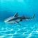 The Source RC Shark - Τηλεκατευθυνόμενο Ρομπότ Καρχαρίας