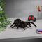 The Source RC Spider - Τηλεκατευθυνόμενο R/C Ταραντούλα
